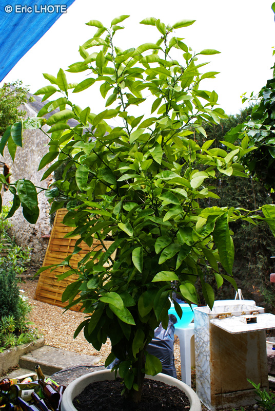 Rutaceae - Citrus limon - Citronnier