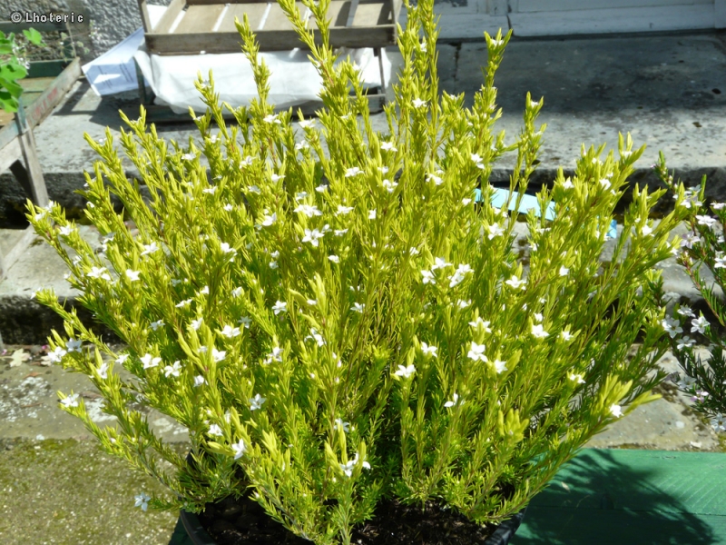  - Diosma hirsuta - 