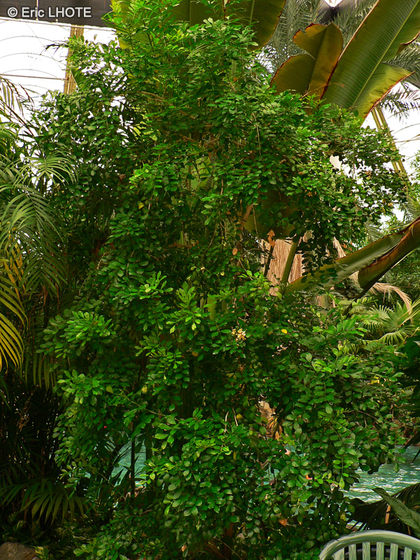 Rutaceae - Murraya paniculata - Oranger jasmin, Bois de Chine, Buis de chine, Bois de Satin