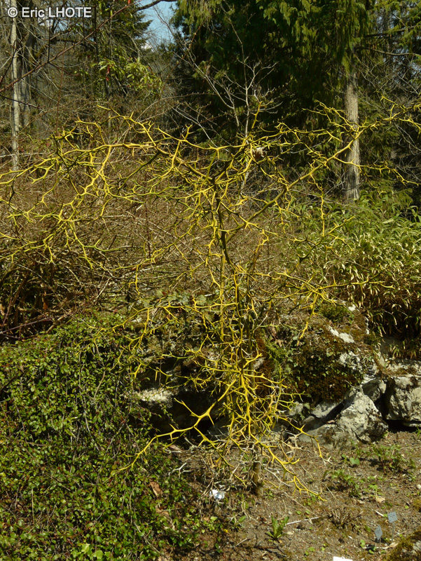  - Poncyrus trifoliata - 