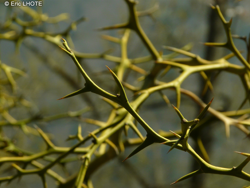 Rutaceae - Poncyrus trifoliata - Poncirus trifoli&eacute;, Citron du Nord, Trifoliate orange