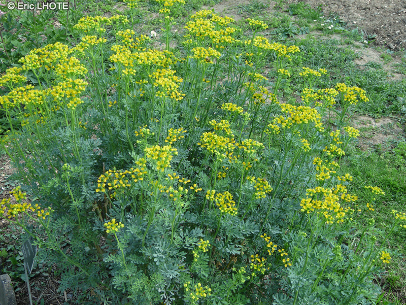 Rutaceae - Ruta graveolens - Rue f&eacute;tide