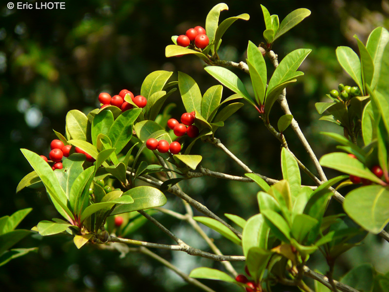  - Skimmia japonica - 