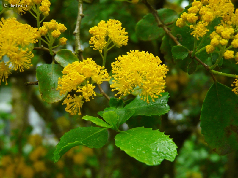 Salicaceae - Azara dentata - Azara