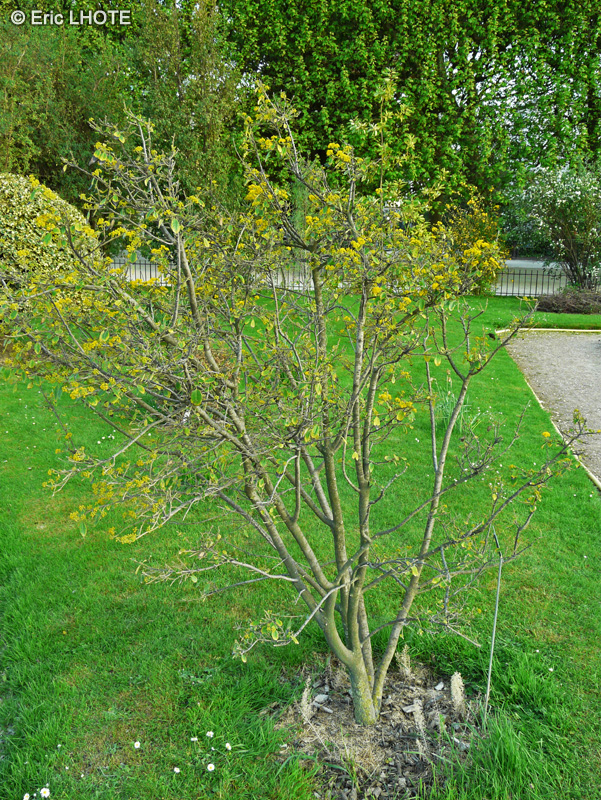 Salicaceae - Azara serrata - Azara à feuille dentelée