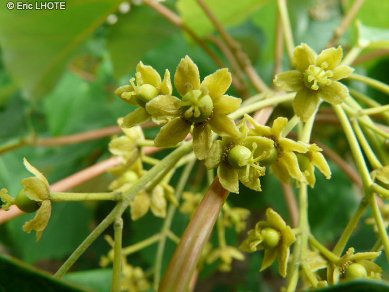  - Idesia polycarpa - 