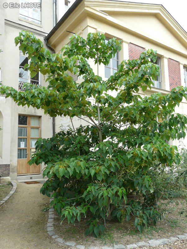 Salicaceae - Idesia polycarpa - Idesia