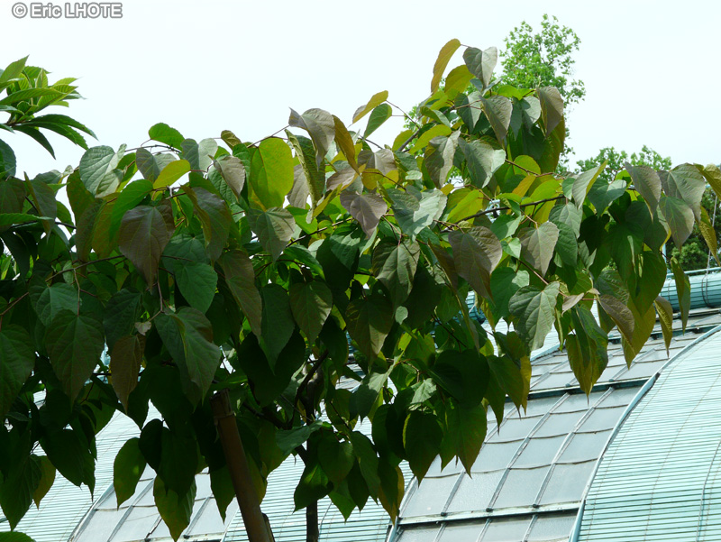 Salicaceae - Poliothyrsis sinensis - Poliothyrsis de Chine, Arbre aux fleurs de perles