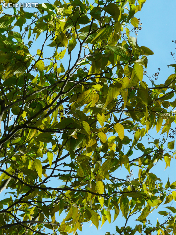  - Poliothyrsis sinensis - 