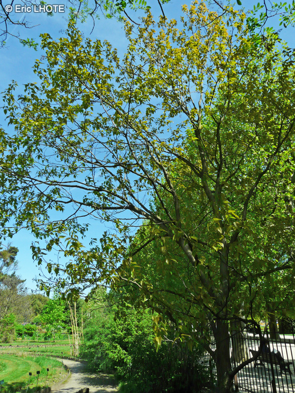  - Poliothyrsis sinensis - 