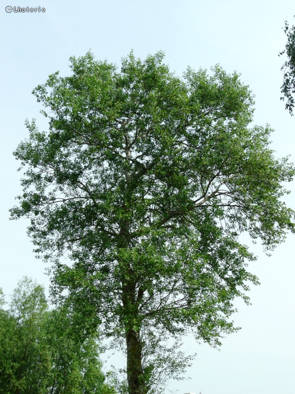  - Populus alba - 