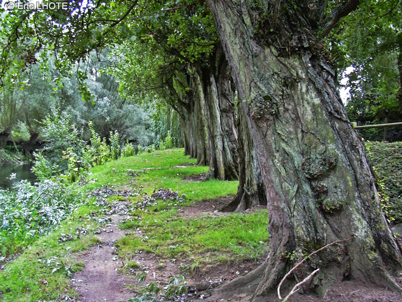 Salicaceae - Populus nigra var. italica - Peuplier noir d&rsquo;Italie, Peuplier d&rsquo;Italie, Peuplier de Lombardie