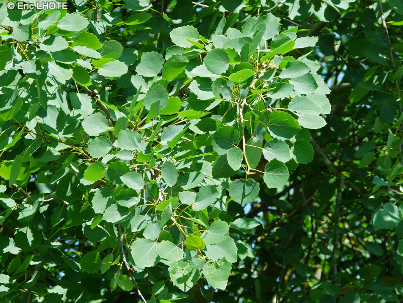  - Populus tremula - 