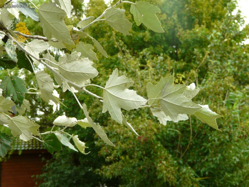  - Populus tremula - 