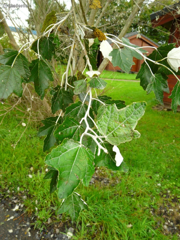  - Populus tremula - 