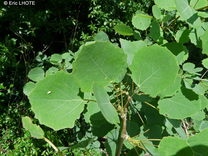 Salicaceae - Populus tremula - Peuplier tremble