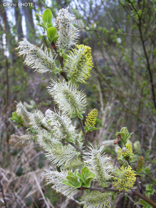  - Salix aurita - 