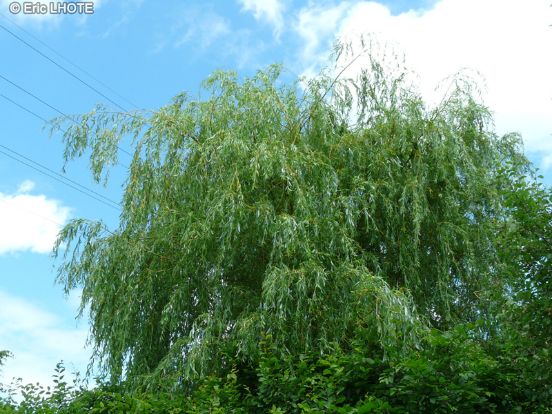 Salicaceae - Salix babylonica - Saule pleureur