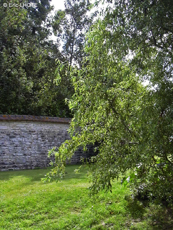 Salicaceae - Salix erythroflexuosa - Saule tortueux