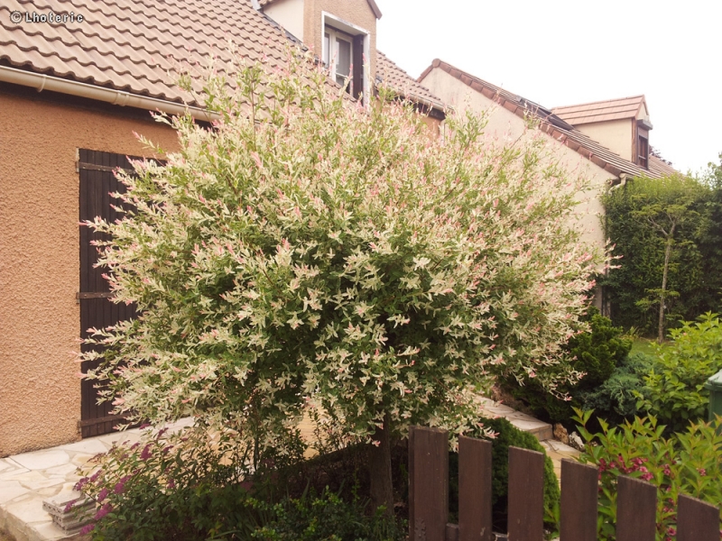  - Salix integra Hakuro Nishiki - 