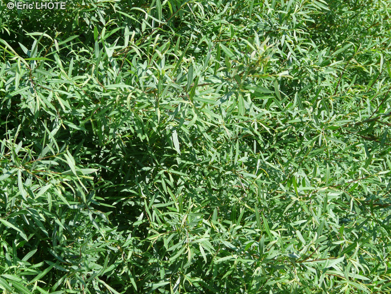  - Salix purpurea - 