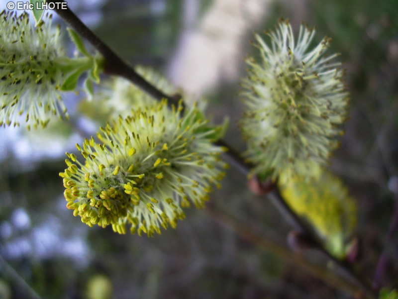  - Salix viminalis - 