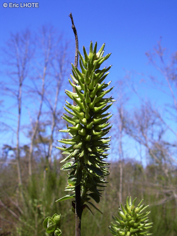  - Salix viminalis - 