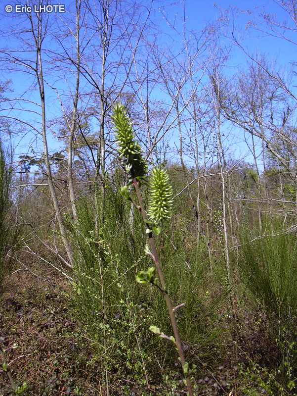  - Salix viminalis - 