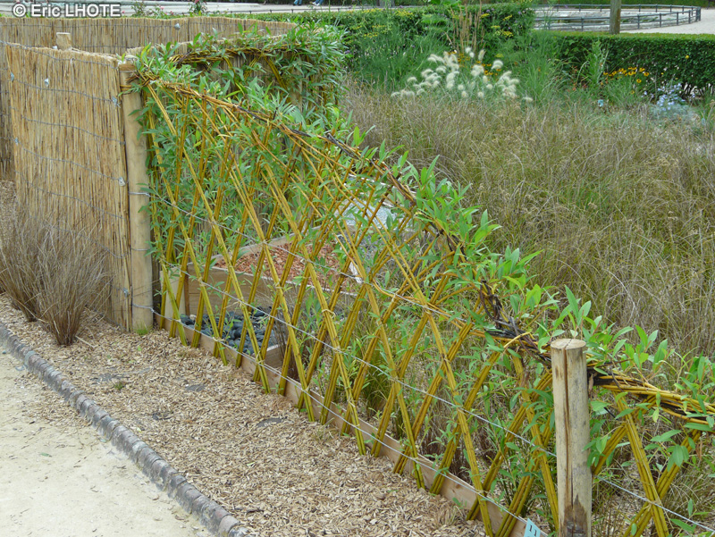  - Salix viminalis - 