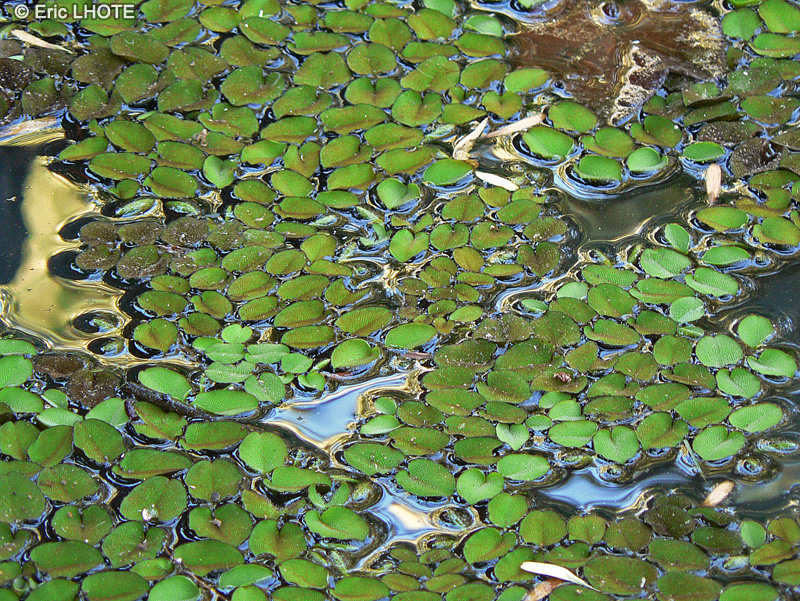 Salviniaceae - Salvinia hastata - Salvinie, Fougère d’eau