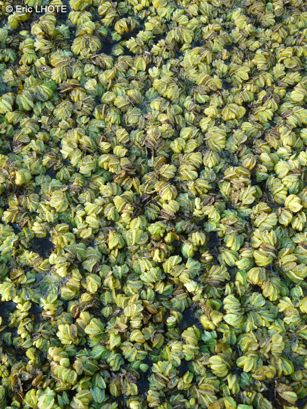 Salviniaceae - Salvinia natans - Salvinie nageante