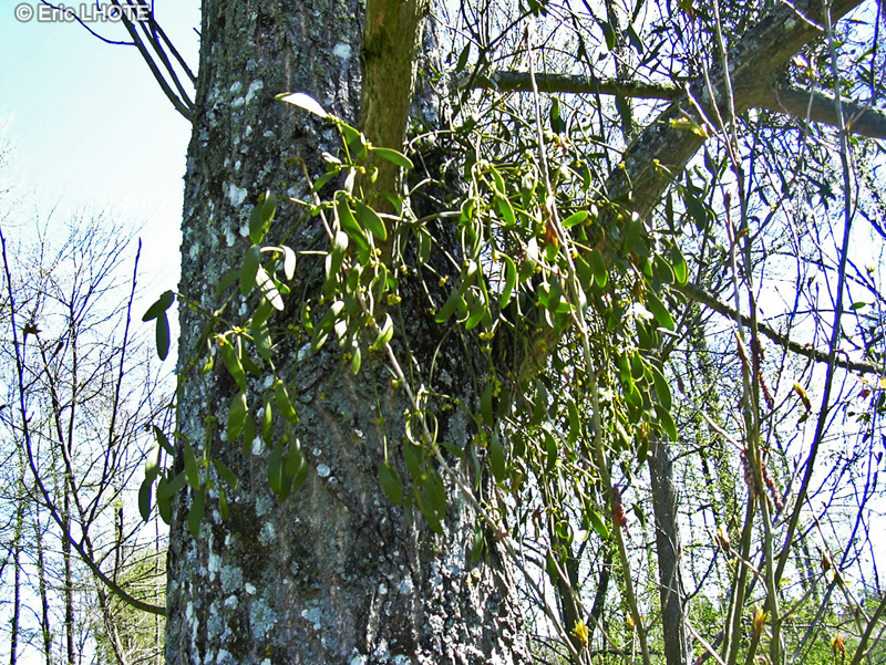 Santalaceae - Viscum album - Gui des feuillus, Gui blanc, Glu, Vert de pommier, Bois de la sainte croix, Verquet