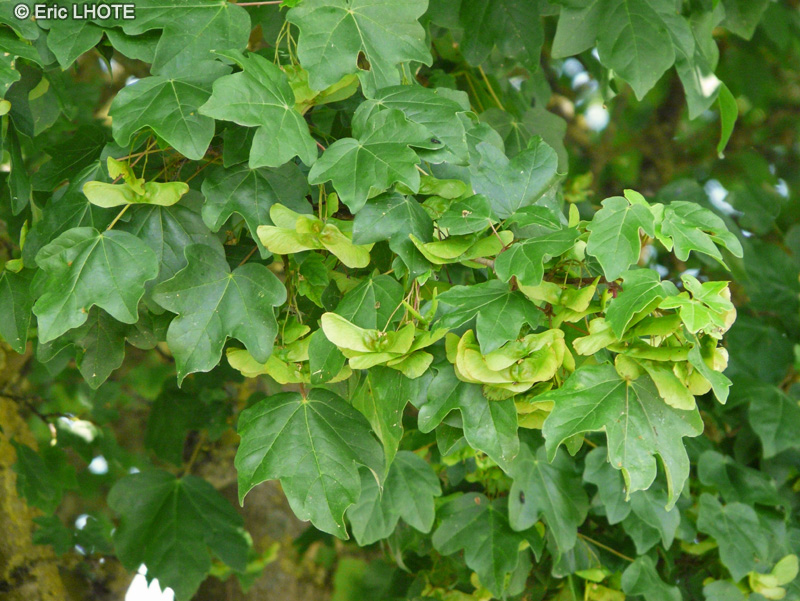 - Acer campestre - 