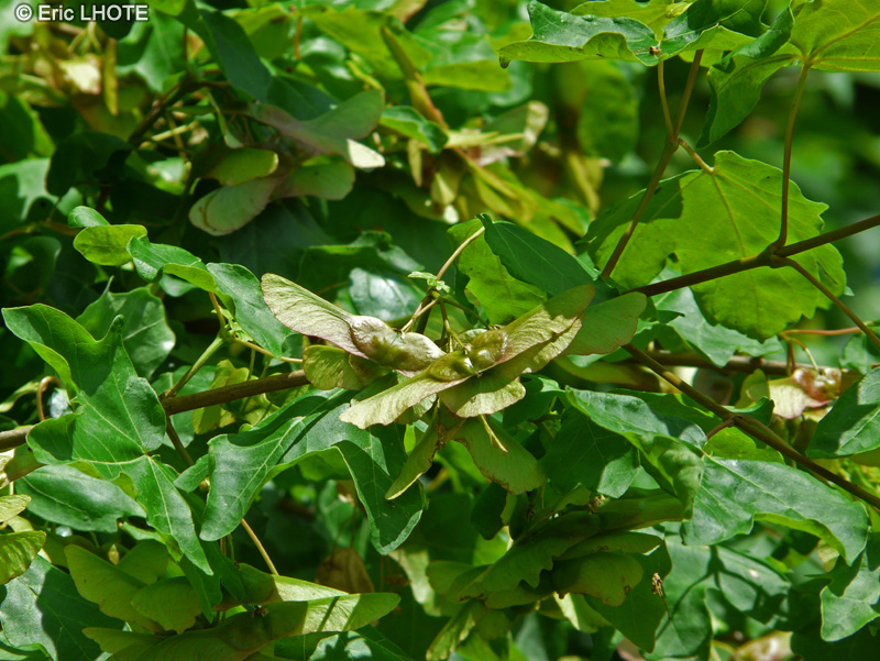  - Acer campestre - 