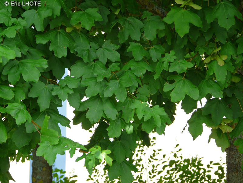  - Acer campestre - 