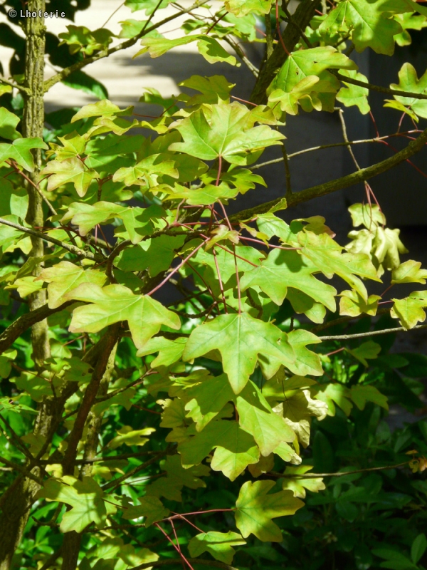  - Acer campestre Nanum - 