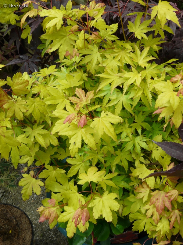 Sapindaceae - Acer cappadocicum aureum - Erable de Cappadoce doré