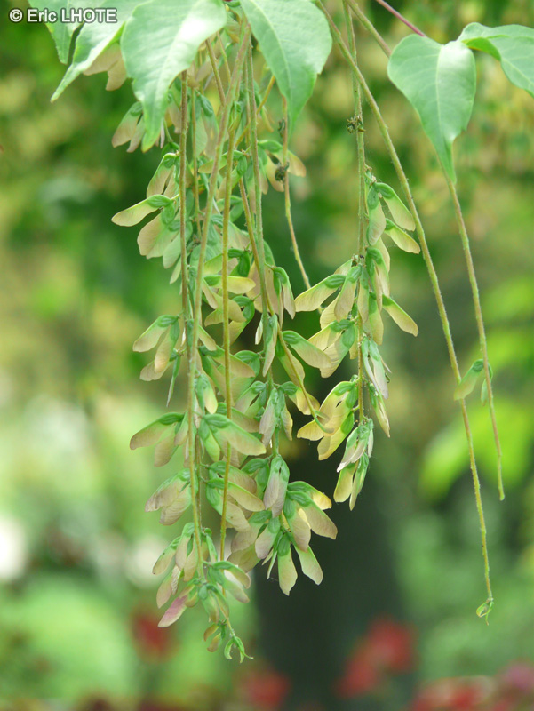  - Acer cissifolium - 