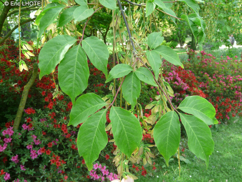  - Acer cissifolium - 