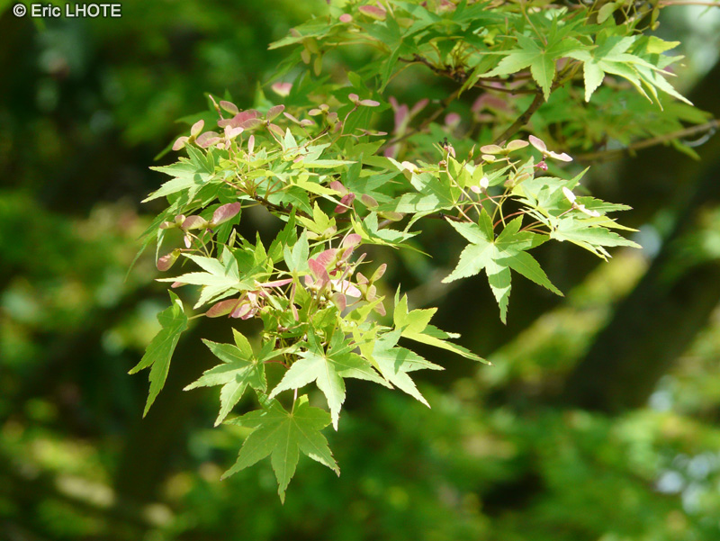  - Acer japonicum Thunberg - 