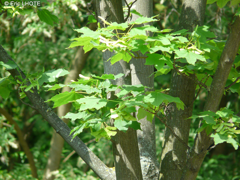  - Acer lobelii - 