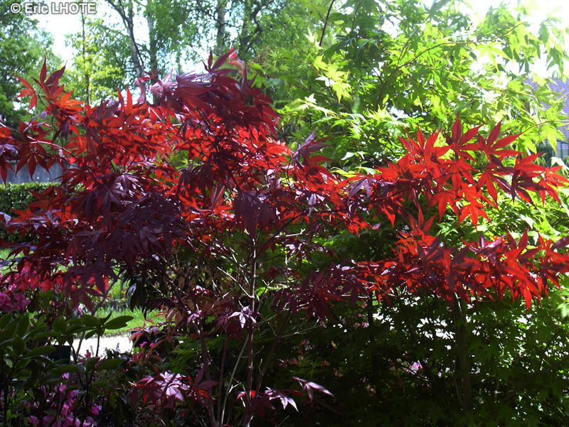  - Acer palmatum atropurpureum - 