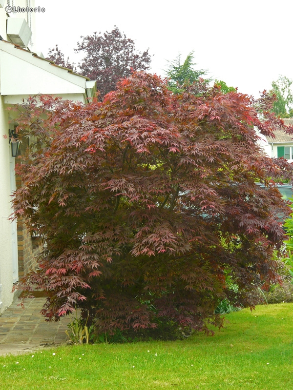 Sapindaceae - Acer palmatum atropurpureum - Erable palmé