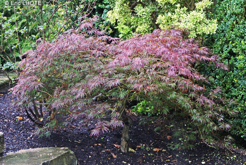  - Acer palmatum dissectum - 