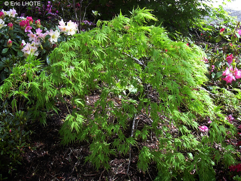  - Acer palmatum dissectum - 