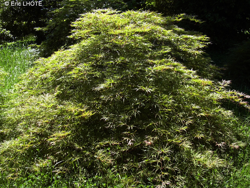  - Acer palmatum dissectum - 