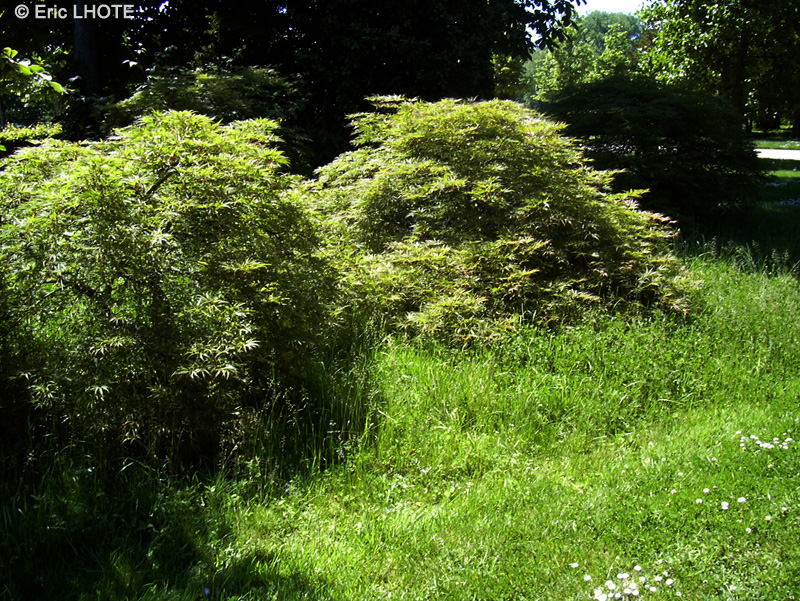  - Acer palmatum dissectum - 