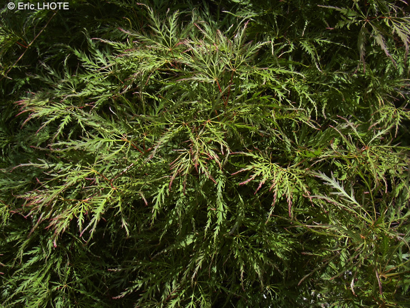  - Acer palmatum dissectum - 
