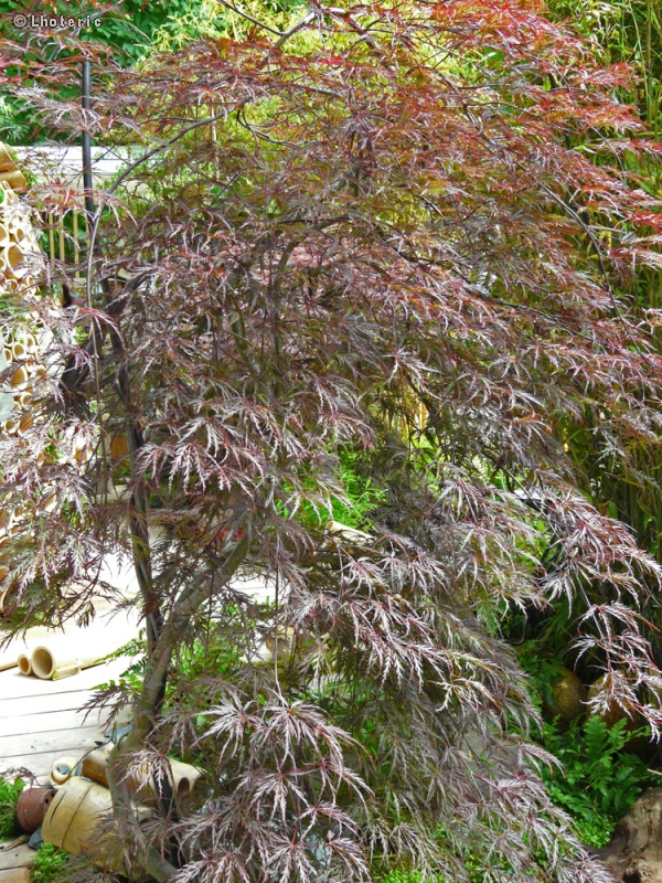  - Acer palmatum dissectum - 