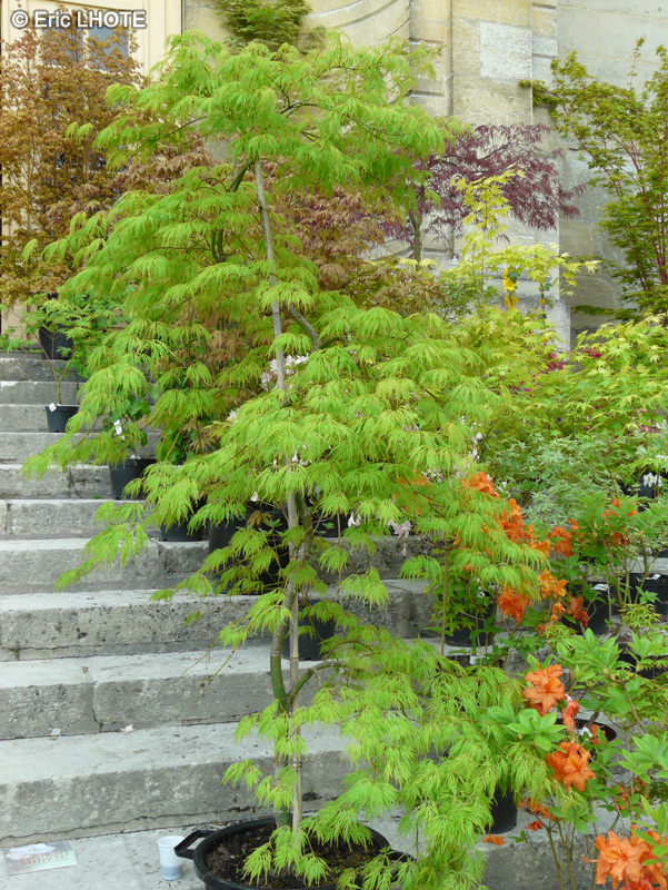  - Acer palmatum dissectum Viridis - 